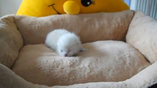 mâle colorpoint croisé british/siamois смотреть онлайн