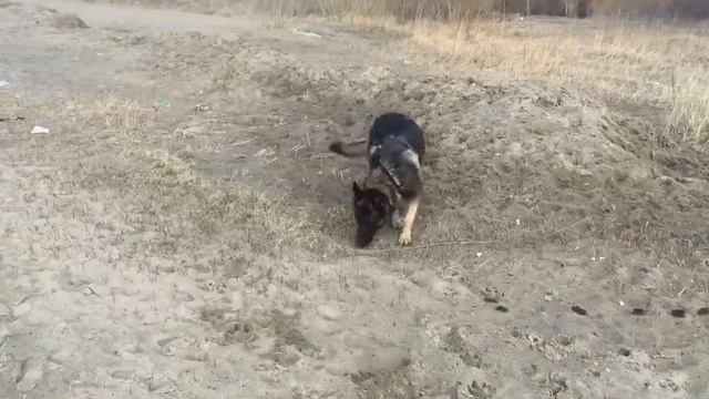 Утренние тренировки с собакой. Разминка и Ноузворк ✨ смотреть онлайн