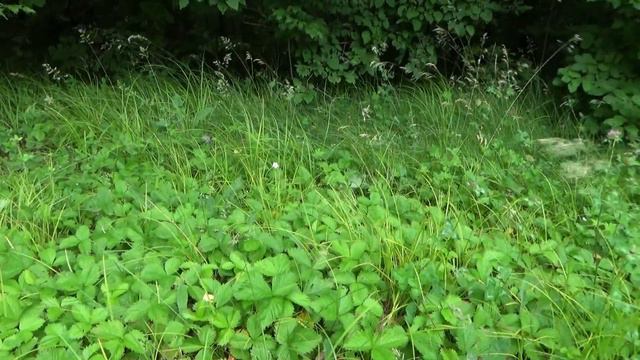 Романтическое видео: земляника, июнь 2021 г. смотреть онлайн
