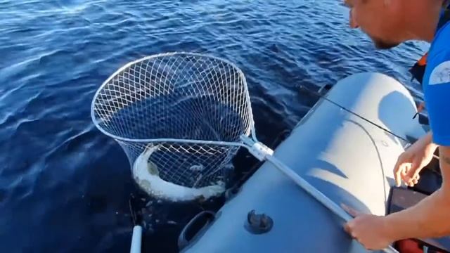 Охота на зубастую! Поймал крокодила! Ловля щуки в Ладожском озере. смотреть онлайн