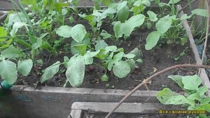 Редис Сорт 18 Дней