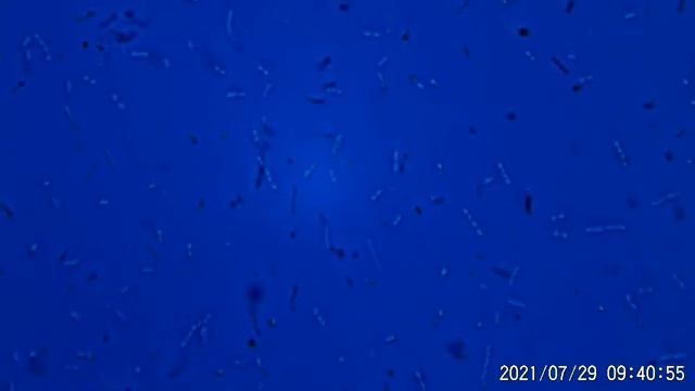 Ферментация капусты. Микроорганизмы квашеной капусты. смотреть онлайн