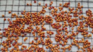 Стратификация семян ЛИМОННИКА / Как вырастить лимонник, ЧАСТЬ 1