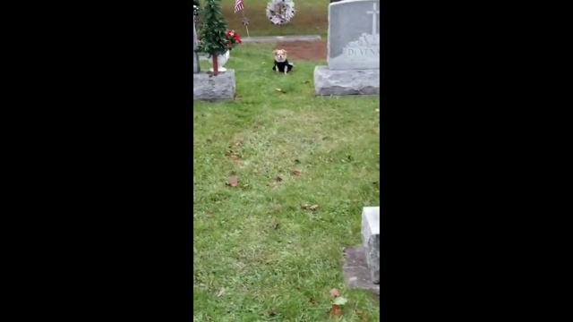 Dog Visits Owners Grave смотреть онлайн