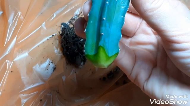 Как спасти кактус? Как переукоренить кактус? смотреть онлайн