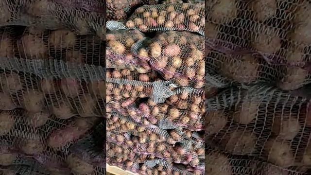 Картофель оптом из Брянской области смотреть онлайн