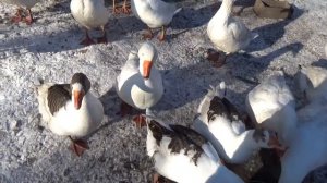 Выбираем каких гусаков оставить на племя.