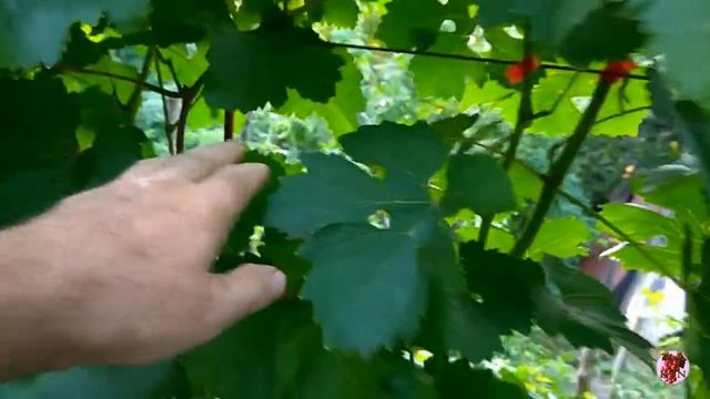 Сорта и гибридные формы Е. Г. Павловского смотреть онлайн