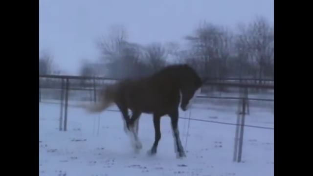 HORSES and LADIES Скачущие девушки на лошадях смотреть онлайн