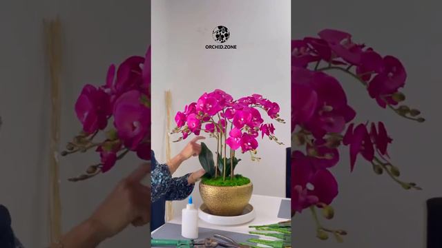 SHOCKING PINK MINI PHALAENOPSIS FOR DINING TABLE смотреть онлайн