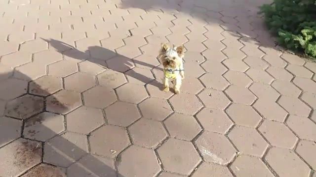 Прогулка с Евой💞☺️ смотреть онлайн