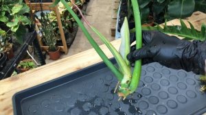 Филодендрон Narrow Escape | Размножение | Уход