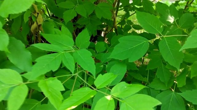 Галчонок, которого нельзя подбирать! смотреть онлайн