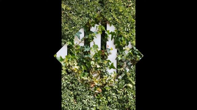 ДЕВИЧИЙ ВИНОГРАД (PARTHENOCISSUS) сем. Виноградовые смотреть онлайн