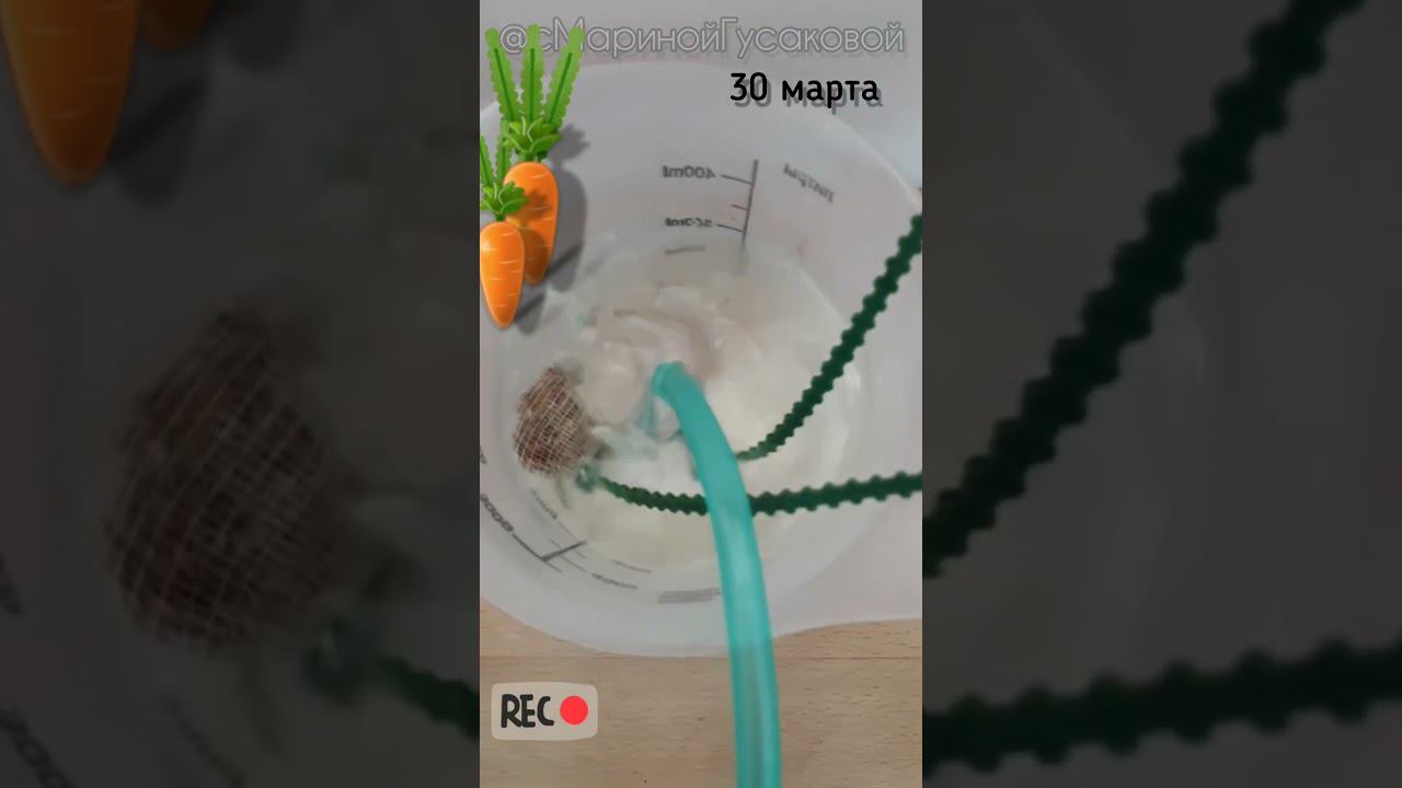 Первые посевы семян в ОТКРЫТЫЙ ГРУНТ. Так они лучше всходят 30 марта #огород #посевсемян #дача смотреть онлайн