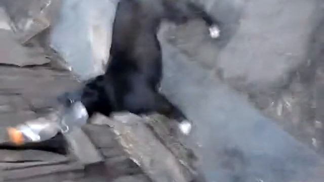 Собака и висящая бутылка