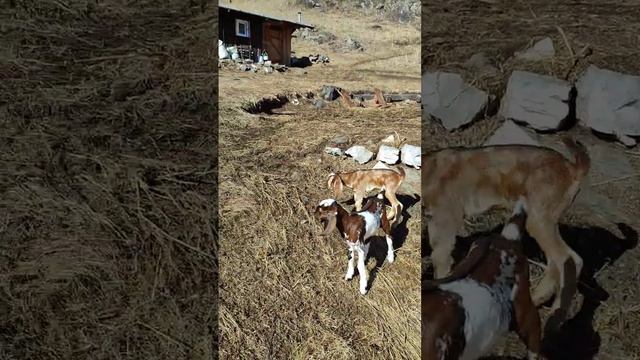 ...Потому что мы - БАНДА! #козоводство #козы #битал смотреть онлайн