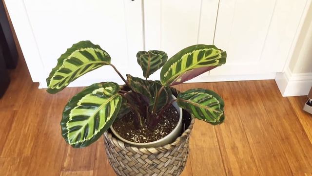 Alocasia Macrorrihza (?) & Plant Decor Update смотреть онлайн