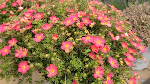 Potentilla Happy Face® Hearts (Bush Cinquefoil) // Hardy, NATIVE, Easy To Grow Dwarf Shrub!