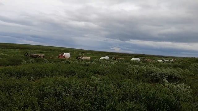 Караван / Каслание на новое место стойбища (3) смотреть онлайн