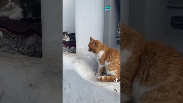 Классификация Одесских Котов смотреть онлайн
