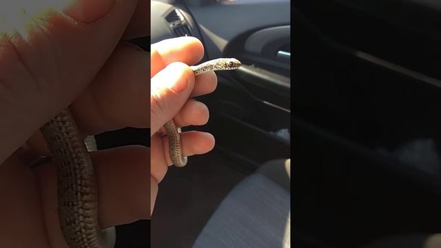 Маленький водяной ужик. смотреть онлайн