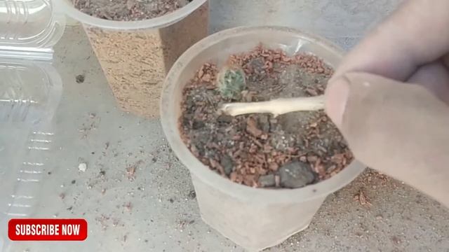 Part 1|| Echinopsis chamaecereus/Peanut cactus And Mammillaria Prolifera Baby Cactus Propagation смотреть онлайн