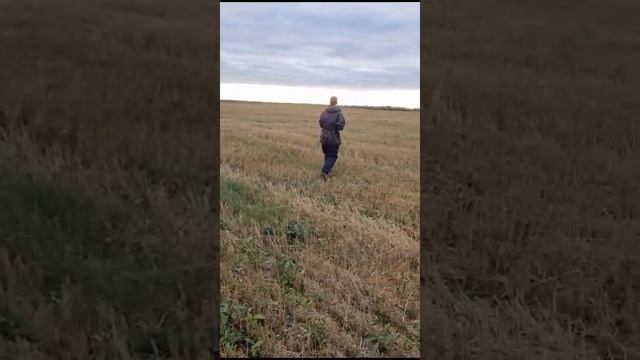 Охота по перепелу смотреть онлайн