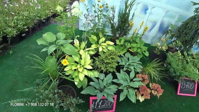 Клумба для тени. ТЕНЕВАЯ КЛУМБА смотреть онлайн