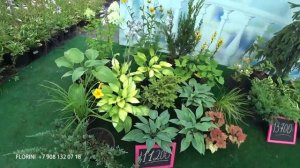 Клумба для тени. ТЕНЕВАЯ КЛУМБА