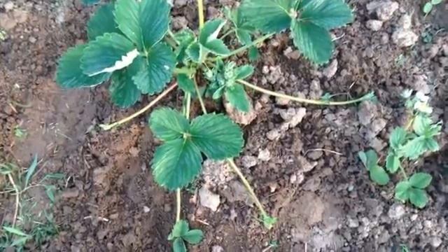 Клубника. Как отличить женский кустик от мужского.mp4 смотреть онлайн