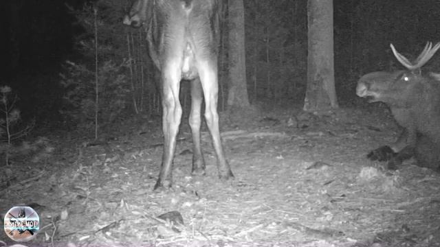 Пара лосей на отдыхе в лесу. Ночная съёмка на фотоловушку смотреть онлайн