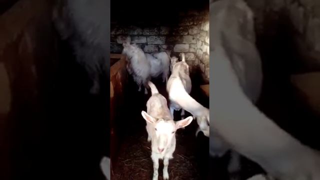 Козёл Ламанча смотреть онлайн