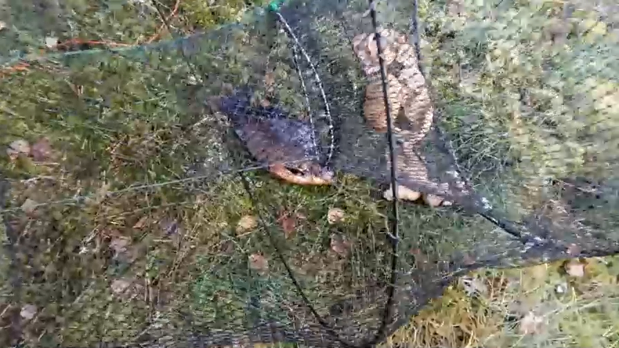 Катиска - установка на рыбу. смотреть онлайн