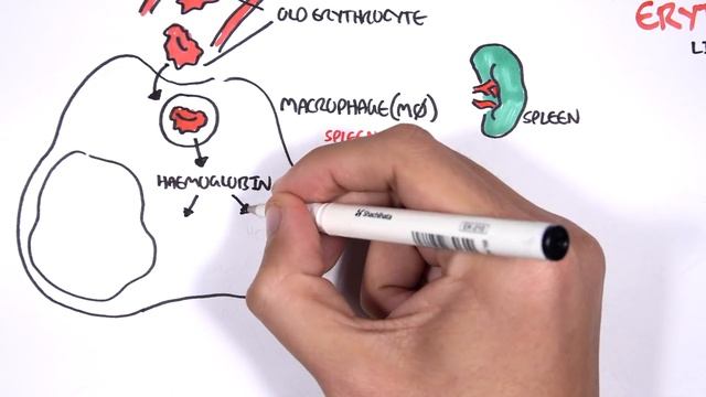 Haematology - Red Blood Cell Life Cycle смотреть онлайн