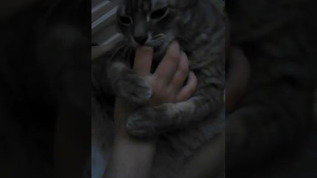 Как правильно надо вычёсывать кота убийцу часть 2 смотреть онлайн