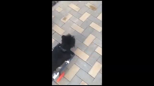 Инвалидная коляска для собак Ротор 43. Довольный Дамик / Damik's new Rotor 43 wheelchair смотреть онлайн