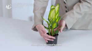 Диффенбахия - рекомендации по уходу