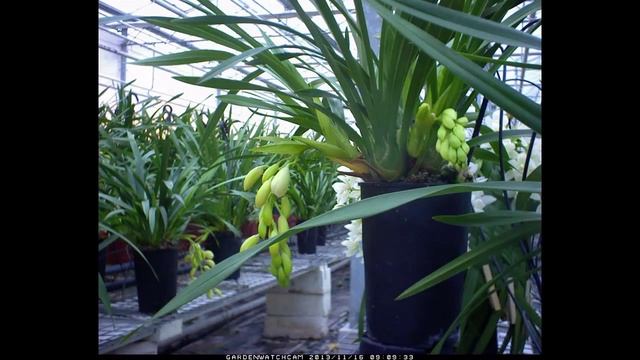 Orchids, development of the flower bud "Ice cascade" смотреть онлайн
