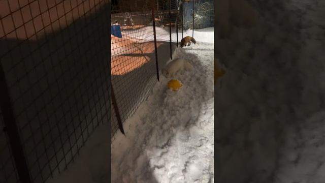 Fox (he isn’t Finnegan fox) #redfox #saveafox смотреть онлайн