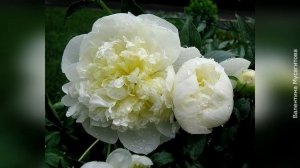 ❀ Самые лучшие сорта махровых пионов