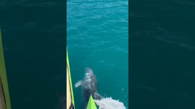 Архипо-Осиповка июль 2023 года ? Прогулки в открытое море? смотреть онлайн