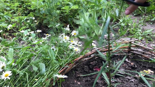 Много помощников на даче. Продуктивный день смотреть онлайн