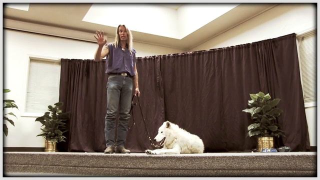 Storm Arctic Wolf : Goes to School смотреть онлайн