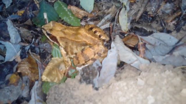 Збір опеньок в лісі смотреть онлайн