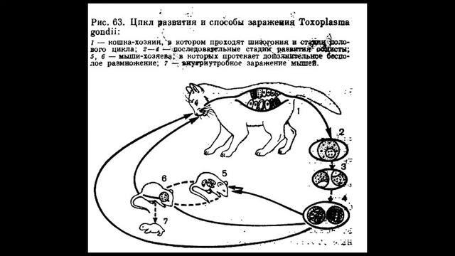 Споровики смотреть онлайн