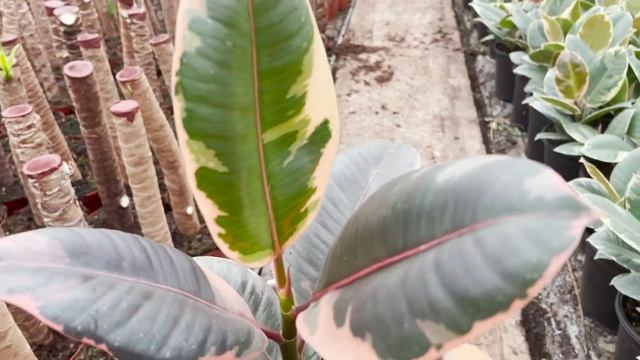 Ficus Belize | Live from the Nursery Series смотреть онлайн