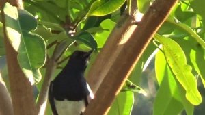 Птицы Таиланда.  Сорочий шама-дрозд. Пхукет.