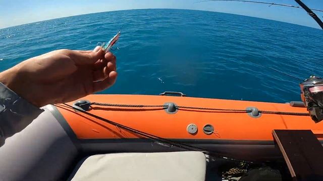 Ловим котловую ПЕЛАМИДУ на Черном море! Широкая Балка! смотреть онлайн