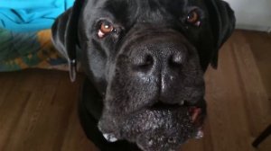 Говорящая собака породы кане корсо. Пес говорит